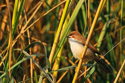 Yellow-eyed Babbler ( Chrysomma sinense )
