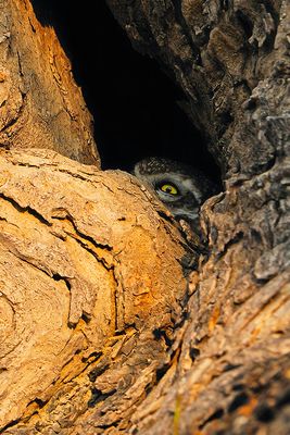 Spotted Owlet