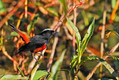 White-capped Water-redstart