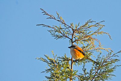Long tailed shrike