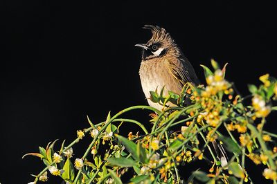 Himalayan Bulbul