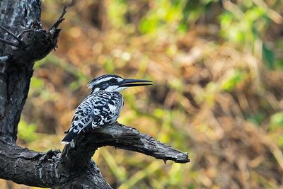 Pied Kingfisher