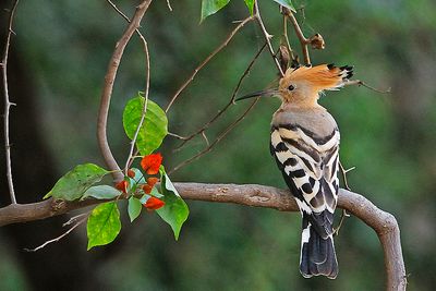 Hoopoe