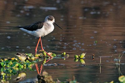 Blabk winged stilt