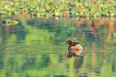 Little Grebe