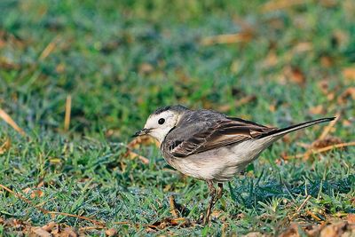 White Wagtail