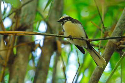 Passeriformes : Rhipiduridae