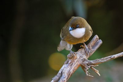 White-throated Laughingthrush