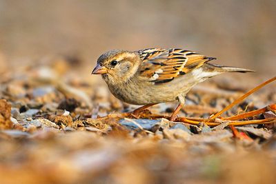 House Sparrow, Female