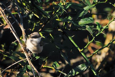 Lesser Whitethroat??