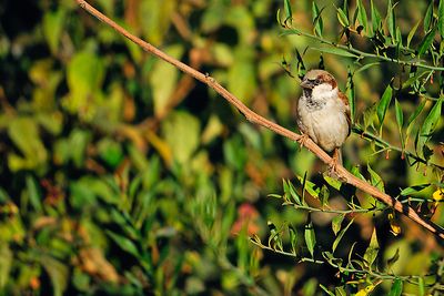 House Sparrow, Male