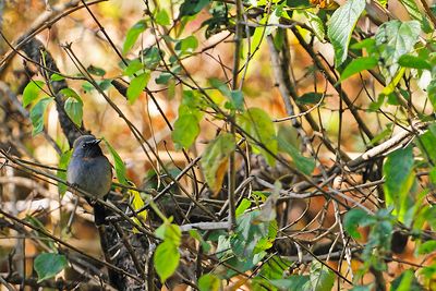 Rufous-gorgeted Flycatcher