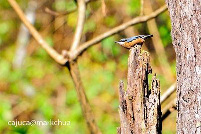 Chestnut-bellied Nuthatch