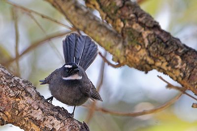 White-throated Fantail