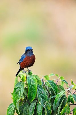 Chestnut-bellied Rock-thrush, Male