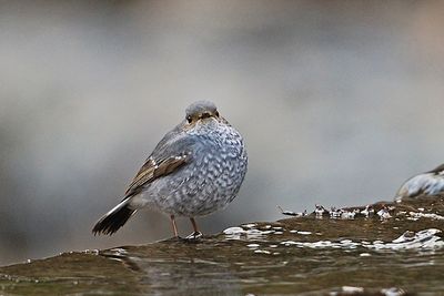 Plumbeous Water-redstart , Female
