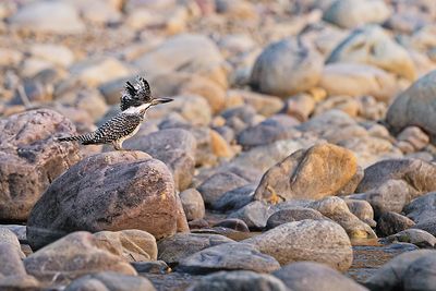 Crested Kingfisher