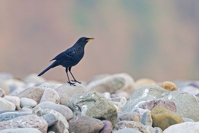 Blue Whistling-thrush