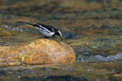 White-browed Wagtail