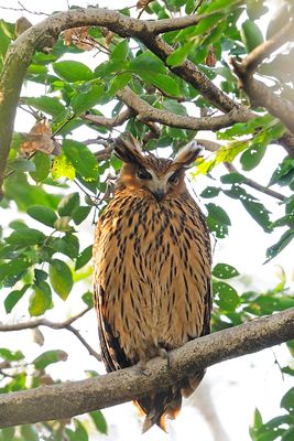 Twany Fish Owl