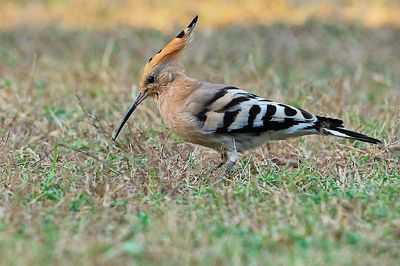 Common Hoopoe