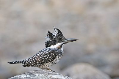 Crested Kingfisher (Megaceryle Lugubris)