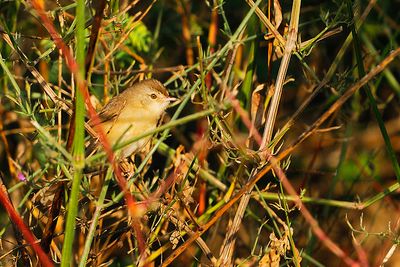 Plain Prinia