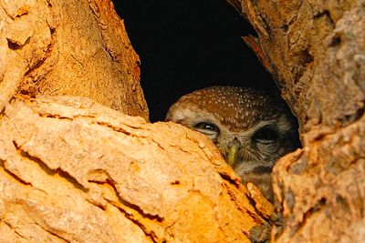 Spotted Owlet (Athene brama)