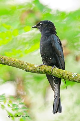 DSC_4987.jpg