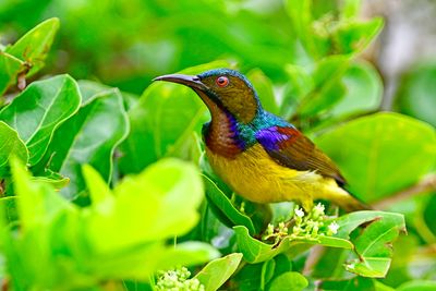 Plain-throated Sunbird ( Anthreptes malacensis ), male