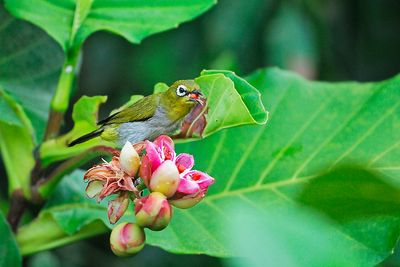 Japanese white eyes?