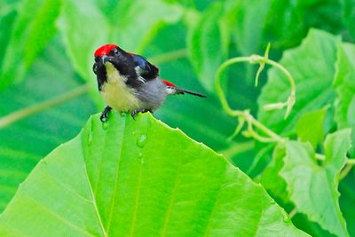 Scarlet-backed flowerpecker ( Dicaeum cruentatum  )