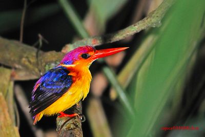 DSC_5370.jpg
