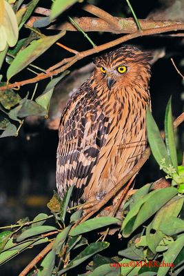 DSC_5477.jpg