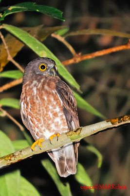 Brown Hawk Owl (Ninox scutulata)