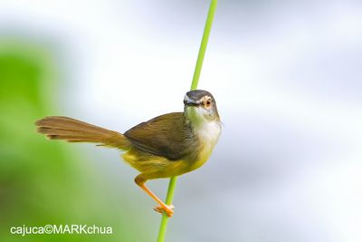 Yellow-bellied Prinia (Prinia flaviventris)