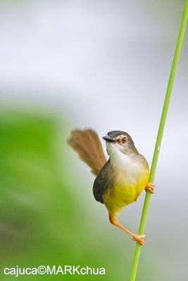 Yellow-bellied Prinia (Prinia flaviventris)