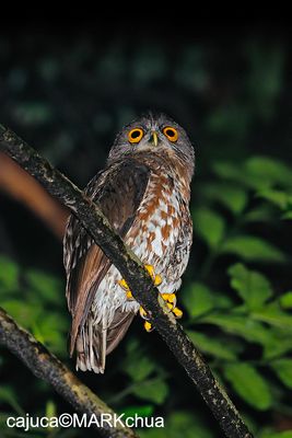 DSC_6589_filtered.jpg