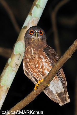 DSC_7121.jpg