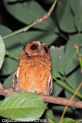 Sunda Scops Owl (Otus lempiji)