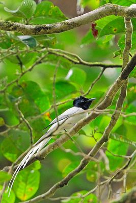 Asian Paradise Flycatcher , White Morph ( Terpsiphone paradisi )