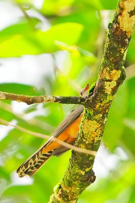 Plaintive Cuckoo ( Cacomantis merulinus ) , Male