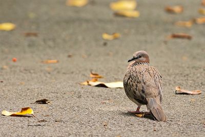 DSC_5045_filtered.jpg