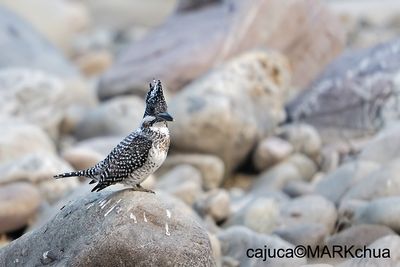 Crested Kingfisher (Megaceryle Lugubris)