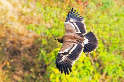 India birds