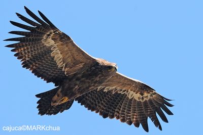 Steppe Eagle (Aquila nipalensis)