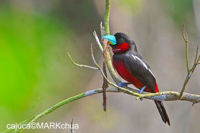 Black-and-red Broadbill ( Cymbirhynchus macrorhynchos )