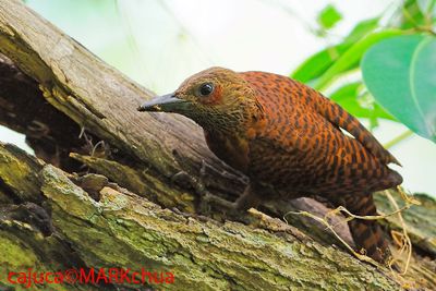 Rufous Woodpecker ( Celeus brachyurus )