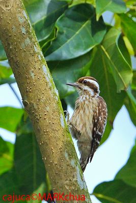 Sunda Woodpecker ( Dendrocopos moluccensis )