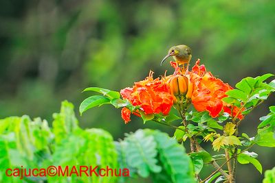 Yellow-eared Spiderhunter (Arachnothera chrysogenys)